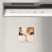 国産ネコ。Calico Harlequin Persian。クローズアップ マグネット (インサイチュ (食洗機))
