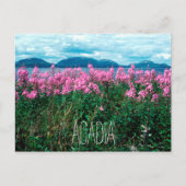 国立公園アカディア州ベイカー島のFireweed ポストカード (正面)
