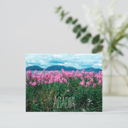 国立公園アカディア州ベイカー島のFireweed ポストカード (スタンド正面)