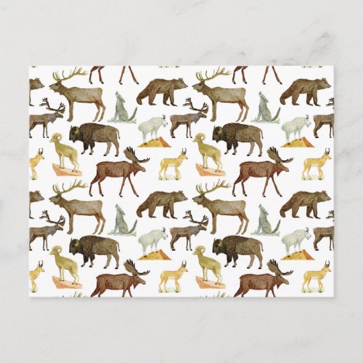 国立公園野生動物用はがき ポストカード (正面)