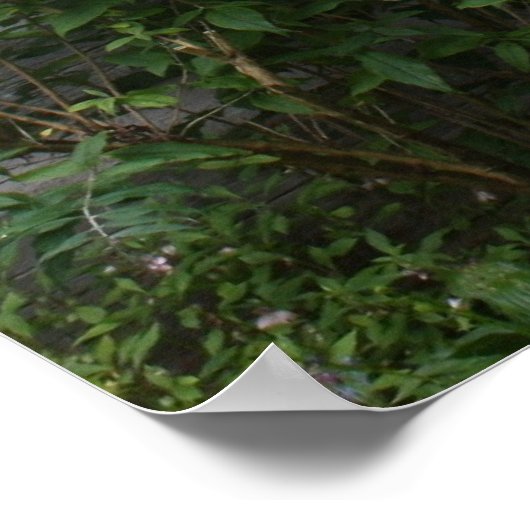 国花 ポスター (角)