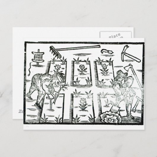 園芸イラストレーション ポストカード (正面/裏面)