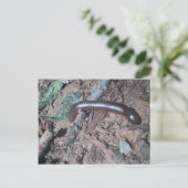 土壌の光沢のある赤と銀のムカデ歩く ポストカード (スタンド正面)