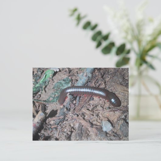 土壌の光沢のある赤と銀のムカデ歩く ポストカード (スタンド正面)
