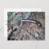 土壌の光沢のある赤と銀のムカデ歩く ポストカード (正面/裏面)