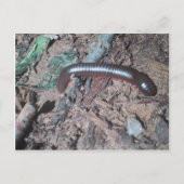 土壌の光沢のある赤と銀のムカデ歩く ポストカード (正面)