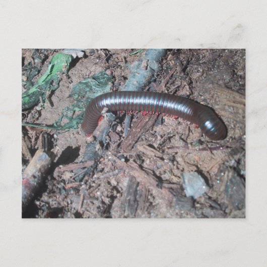 土壌の光沢のある赤と銀のムカデ歩く ポストカード (正面)