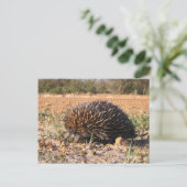 土壌の食物を見つけるEchidna ポストカード (スタンド正面)