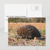 土壌の食物を見つけるEchidna ポストカード (正面/裏面)