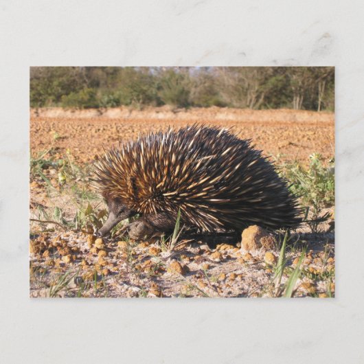土壌の食物を見つけるEchidna ポストカード (正面)