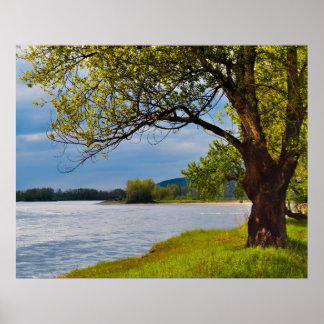 土手の木 ポスター