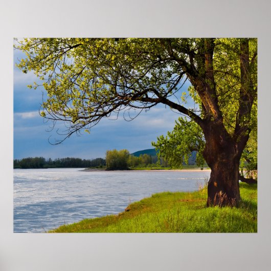 土手の木 ポスター (正面)