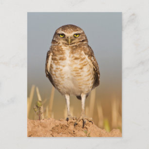 土盛りの上にフクロウを埋める ポストカード