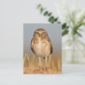 土盛りの上にフクロウを埋める ポストカード (スタンド正面)