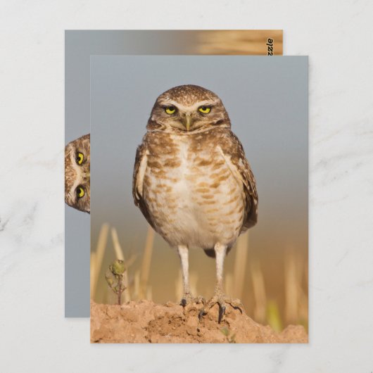 土盛りの上にフクロウを埋める ポストカード (正面/裏面)