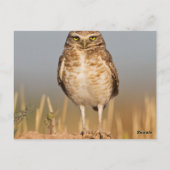 土盛りの上にフクロウを埋める ポストカード (裏面)