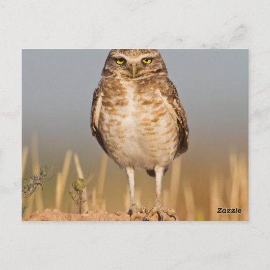 土盛りの上にフクロウを埋める ポストカード (裏面)