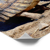 地上に二頭の歩く ポスター (角)