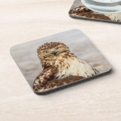 地上の未熟なアカオタカ コースター (左側)