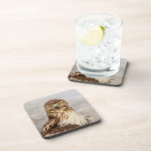 地上の未熟なアカオタカ コースター (右側)