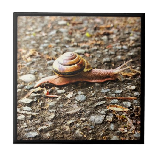 地上の赤いカタツムリ タイル (正面)