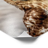 地上の10x8未熟な赤尾タカ フォトプリント            (角)