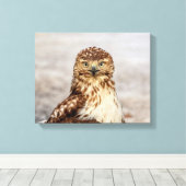 地上の14x11未熟なアカオタカ キャンバスプリント (インサイチュ (ウッドフロア))