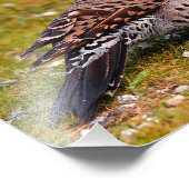 地上を形成するオスの赤いシャフトの北フリッカ フォトプリント            (角)