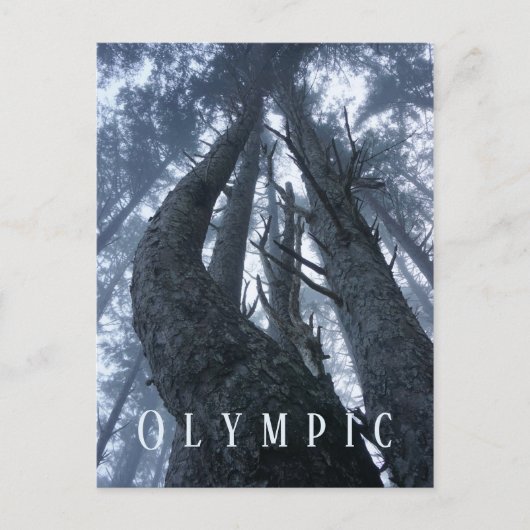 地上オリンピック国立公園からのツリーのトップビュー ポストカード (正面)