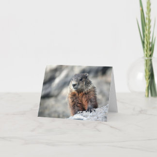 地上ブタ カード