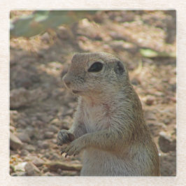 地上リスが立つ写真 砂漠の動物 ガラスコースター