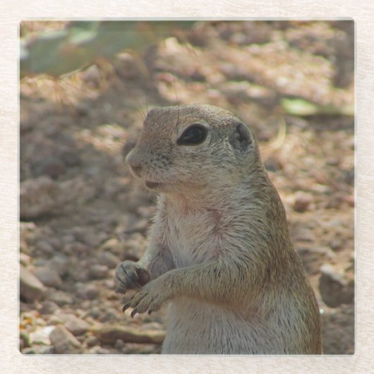 地上リスが立つ写真 砂漠の動物 ガラスコースター (正面)