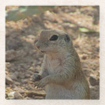 地上リス立ち写真砂漠の動物