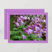 地上蘭中国の葉書 ポストカード (正面/裏面)