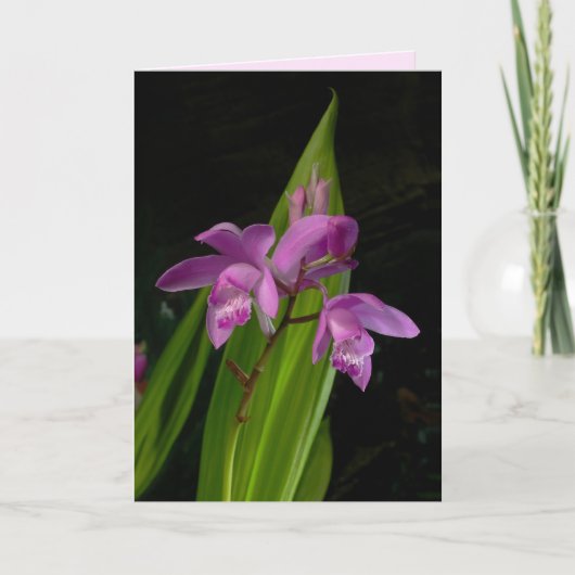 地中国の蘭 カード (正面)