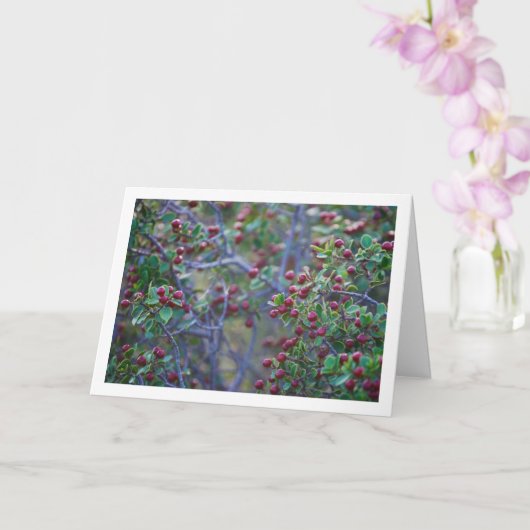 地中海白棘, Rhamnus Alaternus プラン, カード (蘭)