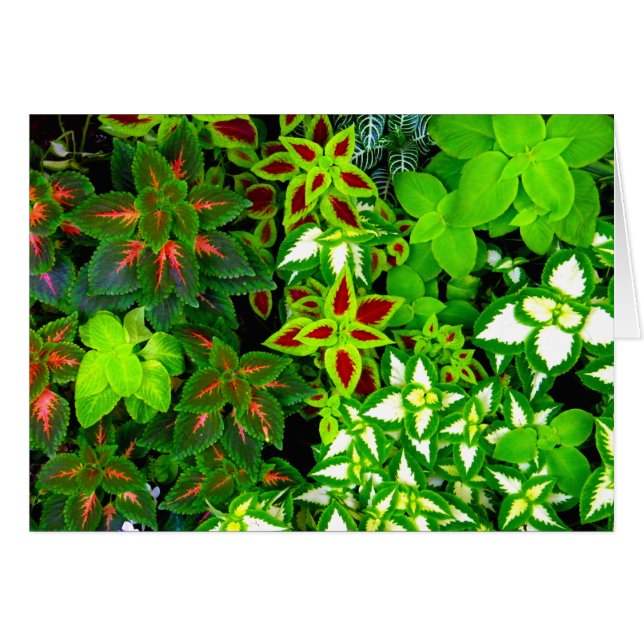 地球の恋人_ (正面横)