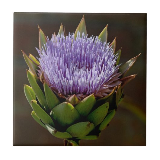 地球アーティチョーク、花のCynara Cardunculus、 タイル (正面)