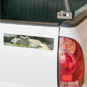 地球温暖化の最低! 白くまのバンパーステッカー バンパーステッカー (トラック上)