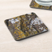 地衣の木の樹皮 コースター (左側)