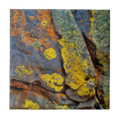 地衣被覆岩 タイル (正面)