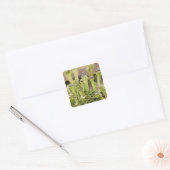 地衣類の詳細雨滴。クレジット：ドン スクエアシール (封筒)