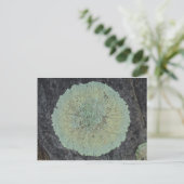 地衣類モッシー ポストカード (スタンド正面)