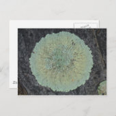 地衣類モッシー ポストカード (正面/裏面)