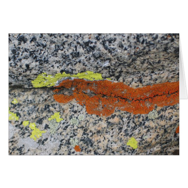 地衣、セコイア国立公園 (正面横)