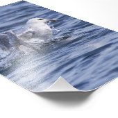 地表に上昇するフルマー フォトプリント            (角)