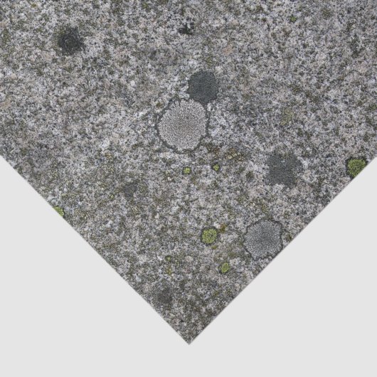 地質学のコケが付いている灰色の花こう岩の石 薄葉紙 (詳細)