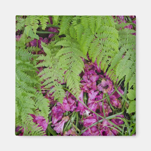 地面にピンクの花びらが散った森のシダ マグネット (正面)