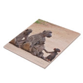 地面に坐るヒヒ家族 タイル (側面)