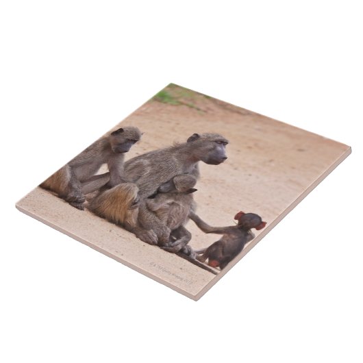 地面に坐るヒヒ家族 タイル (側面)